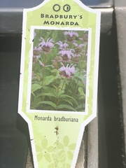 Monarda bradburiana