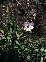 Aristea cantharophila