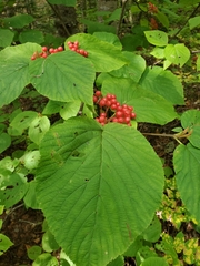 Viburnum lantanoides image