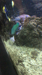 Paracanthurus hepatus