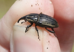 Sphenophorus australis