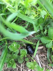 Pentodon bidens punctatus