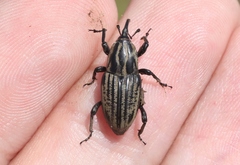 Sphenophorus australis