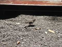 Fringilla coelebs palmae