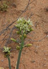Ornithogalum xanthochlorum