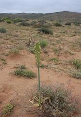 Ornithogalum xanthochlorum