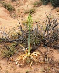 Ornithogalum xanthochlorum