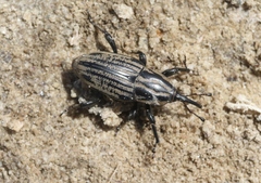 Sphenophorus australis