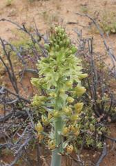 Ornithogalum xanthochlorum