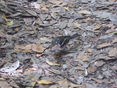 Fringilla coelebs palmae