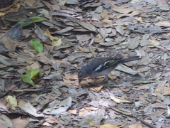 Fringilla coelebs palmae