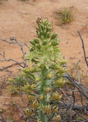 Ornithogalum xanthochlorum