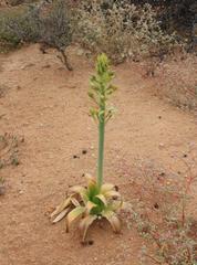Ornithogalum xanthochlorum