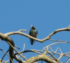 Sturnus vulgaris