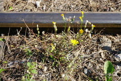 Crepis foetida