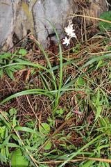 Chlorophytum saundersiae