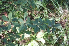 Berberis vulgaris