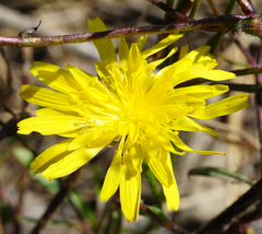 Crepis foetida