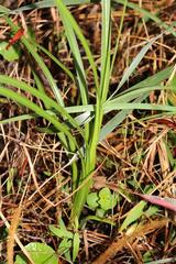 Chlorophytum saundersiae