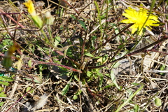 Crepis foetida