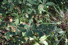 Berberis vulgaris