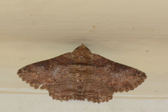 Pericyma cruegeri