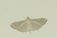 Poliobotys ablactalis