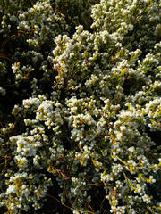 Erica capensis