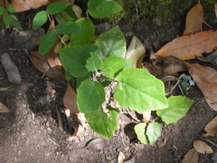 Pericallis appendiculata image