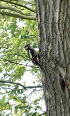 Dendrocopos major