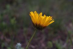 Berkheya speciosa speciosa
