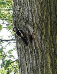 Dendrocopos major