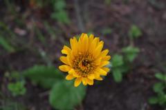 Berkheya speciosa speciosa