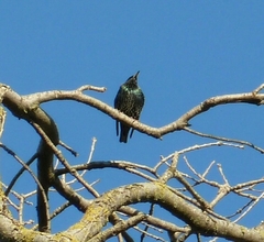 Sturnus vulgaris