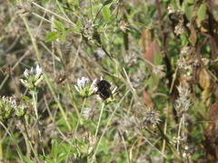 Bombus terrestris canariensis