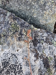 Micranthes foliolosa