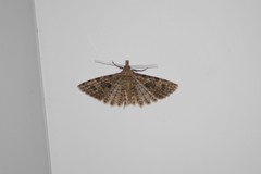 Alucita hexadactyla