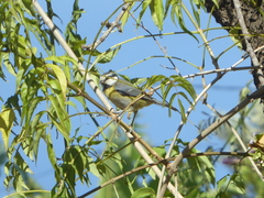 Cyanistes teneriffae palmensis