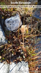 Silene uralensis