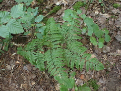 Pteridium pinetorum