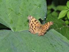 Polygonia c-aureum lunulata