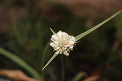 Cyperus niveus leucocephalus