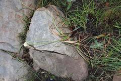 Cyperus niveus leucocephalus