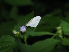 Leptosia nina niobe
