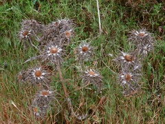 Carlina libanotica