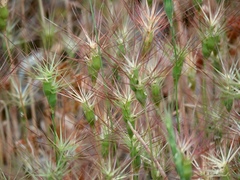 Aegilops biuncialis