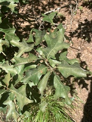 Callirhytis perditor