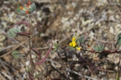Acmispon micranthus