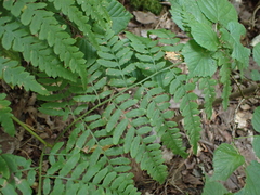 Pteridium pinetorum