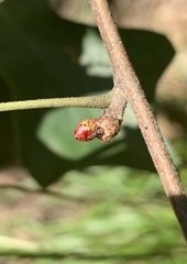 Callirhytis perditor